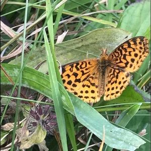 Meet your Posher, Michele